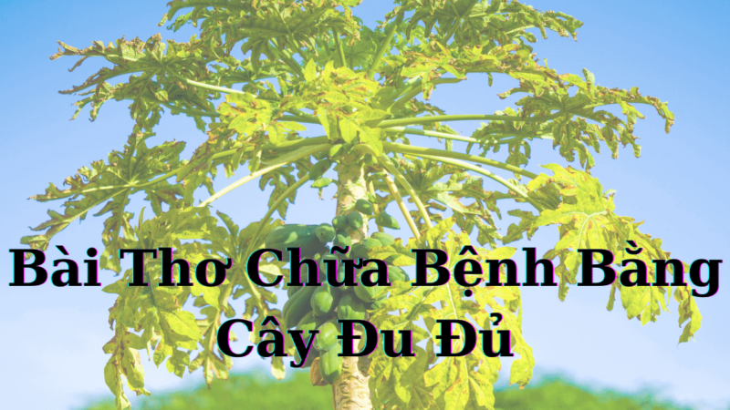 Bài Thơ Chữa Bệnh Bằng Cây Đu Đủ (Hữu Ích)
