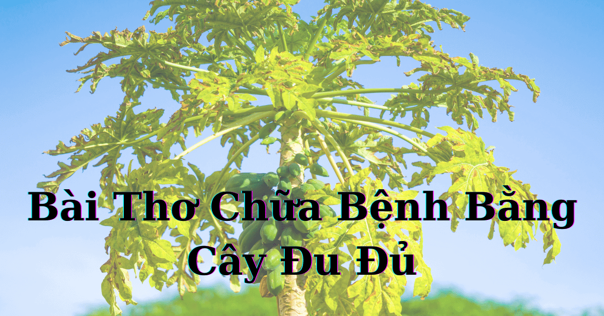 Bài Thơ Chữa Bệnh Bằng Cây Đu Đủ (Hữu Ích)