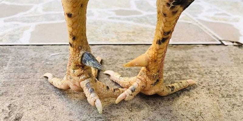 Gà Cựa Kim Nghĩa Là Gì? Hướng Dẫn Cược Chuẩn Cùng BET88