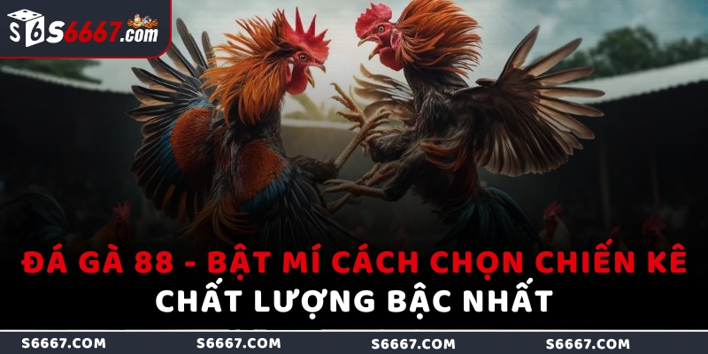 Đá gà 88 – Bật mí cách chọn chiến kê chất lượng bậc nhất