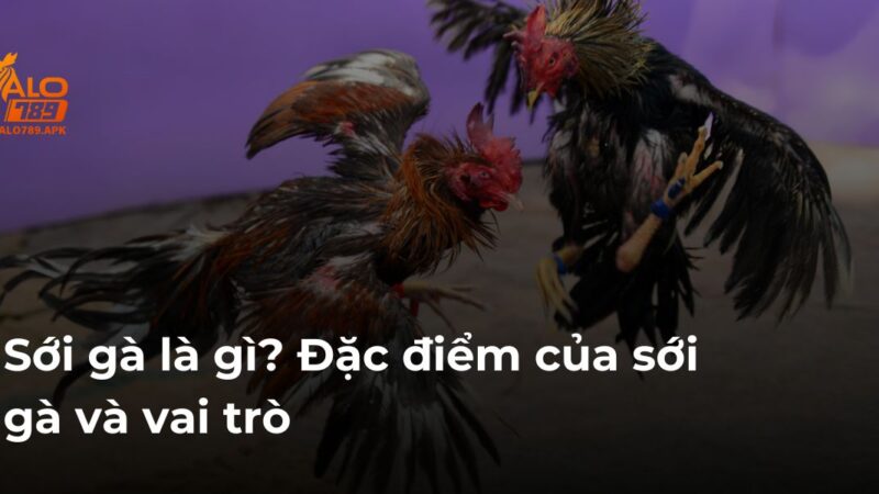 Sới gà là gì? Đặc điểm của sới gà và vai trò