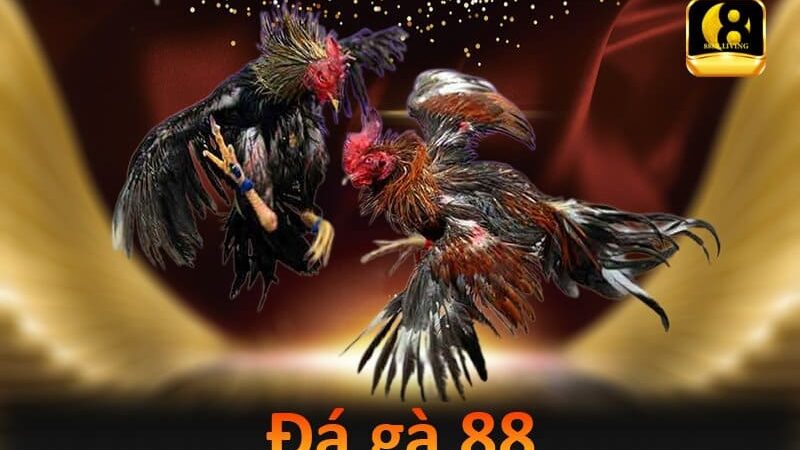 Đá gà 88 – Tận hưởng trận đá gà chuyên nghiệp kịch tính