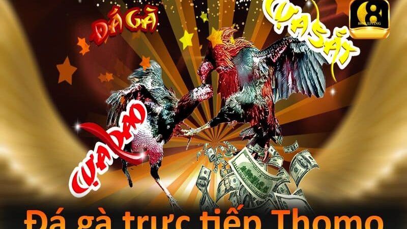 Đá gà trực tiếp Thomo mới nhất hôm nay trên 888B