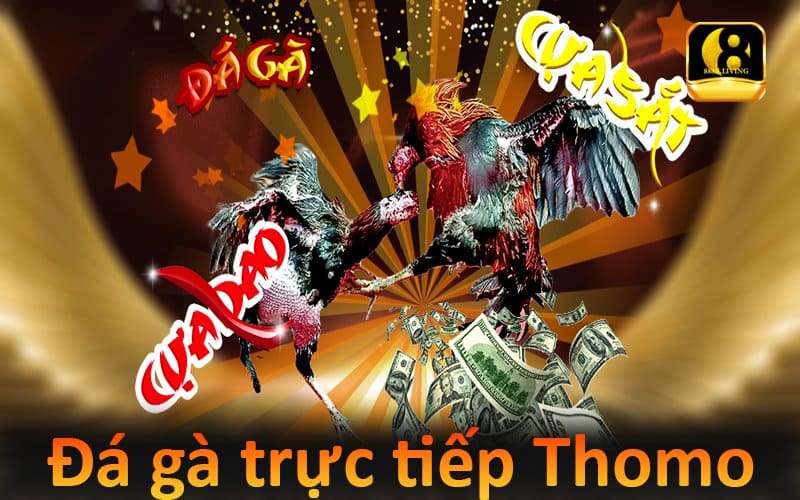 Đá gà trực tiếp Thomo mới nhất hôm nay trên 888B