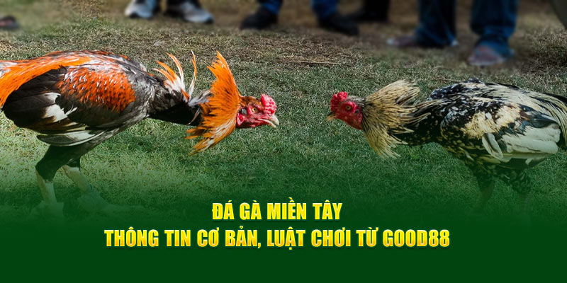 Đá Gà Miền Tây – Thông Tin Cơ Bản, Luật Chơi Từ God88