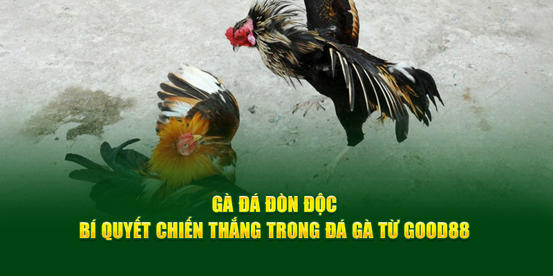 Gà Đá Đòn Độc – Bí Quyết Chiến Thắng Trong Đá Gà Từ God88