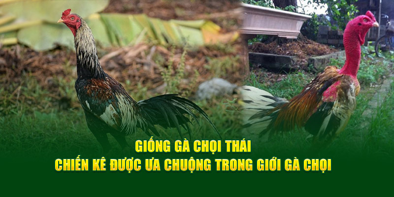 Giống Gà Chọi Thái – Được Ưa Chuộng Giới Gà Chọi God88