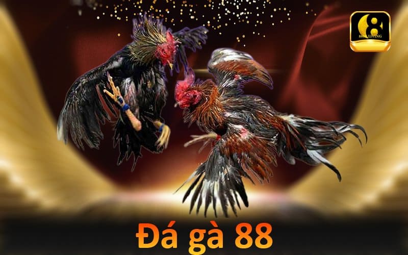 Đá gà 88 – Tận hưởng trận đá gà chuyên nghiệp kịch tính