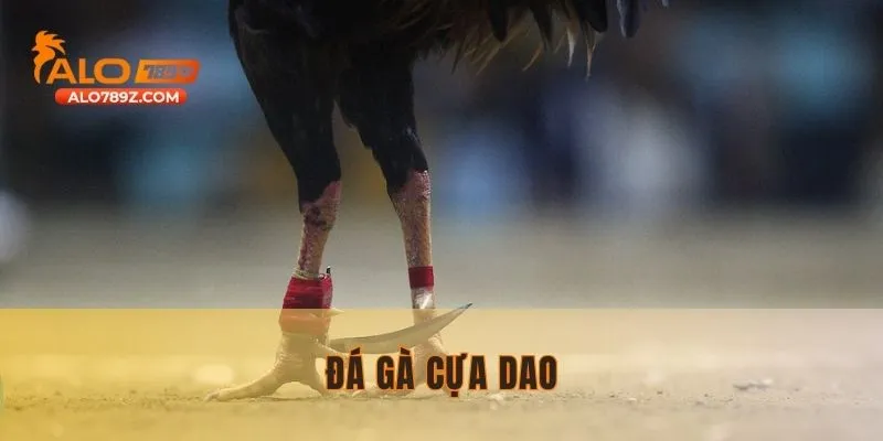 Đá Gà Cựa Dao – Cuộc Đụng Độ Kịch Tính Nhất Đang Chờ Đón