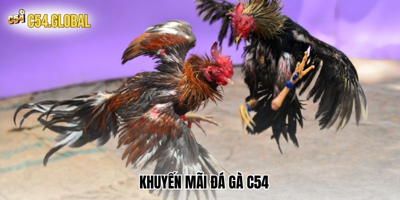 Bùng nổ khuyến mãi đá gà C54 hấp dẫn nhất hiện nay